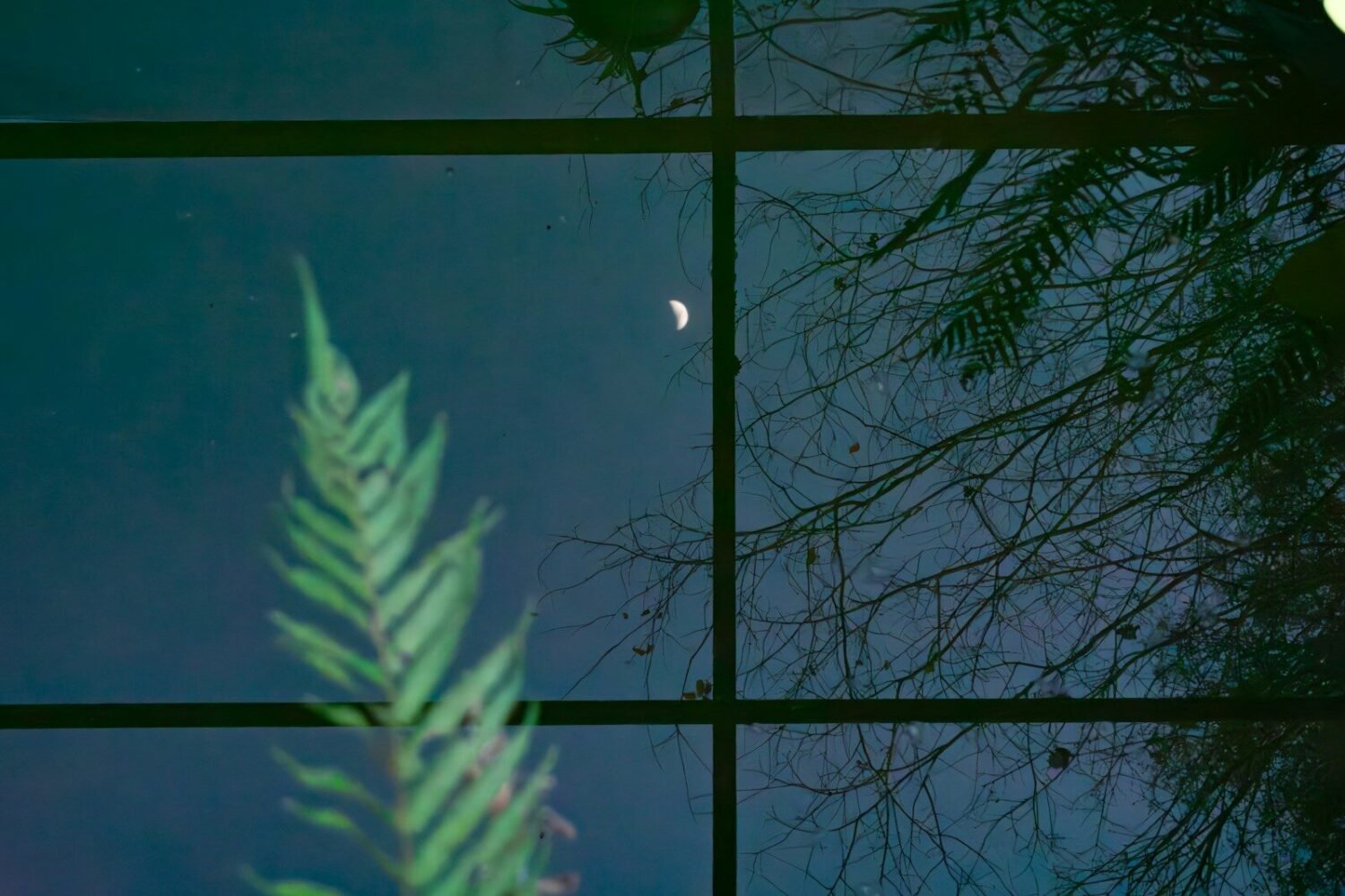 a view of a tree through a window