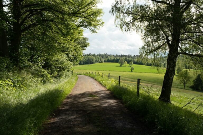 Rural dirt path through green fields and lush trees