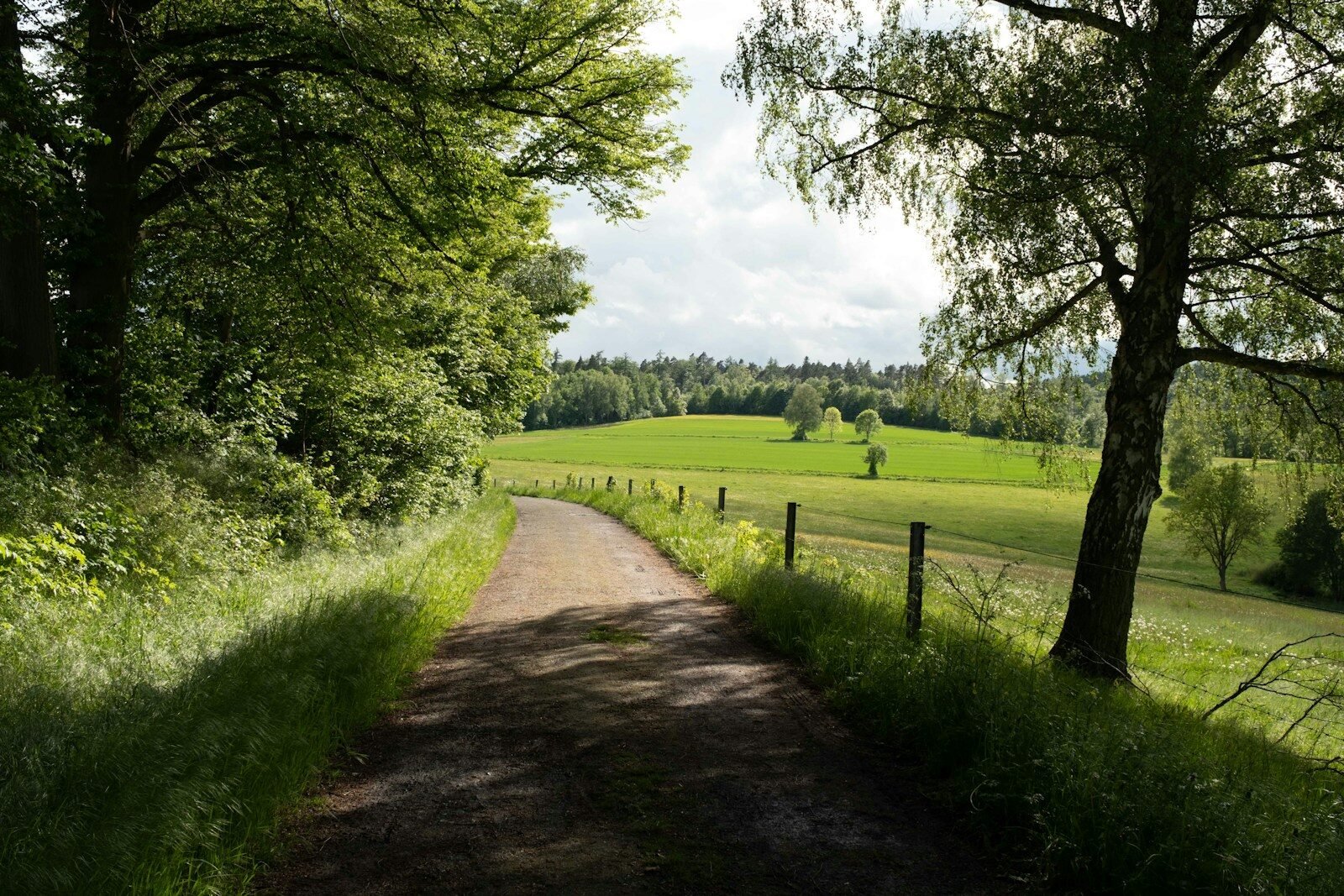 Rural dirt path through green fields and lush trees